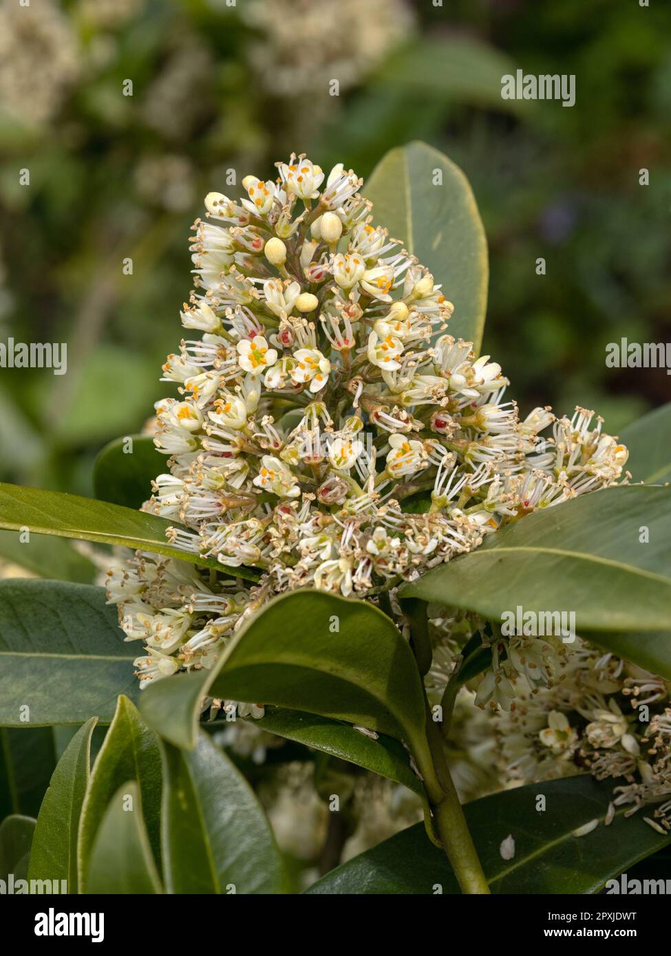 Closeup of flowers of Skimmia × confusa 'Kew Green'  in a garden in Spring Stock Photo