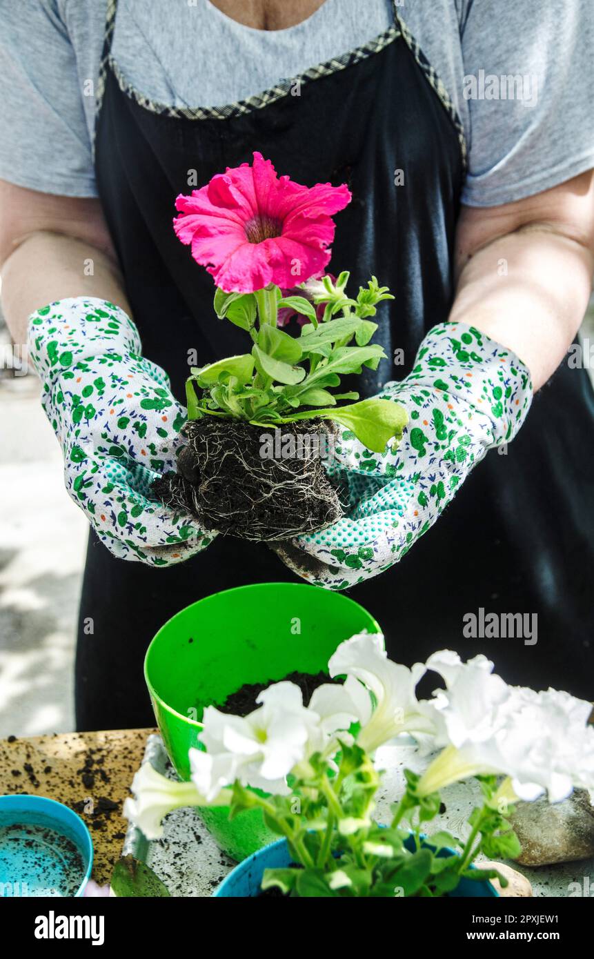 Senior woman holding petunia seedling for transplanting in flowers pot ...