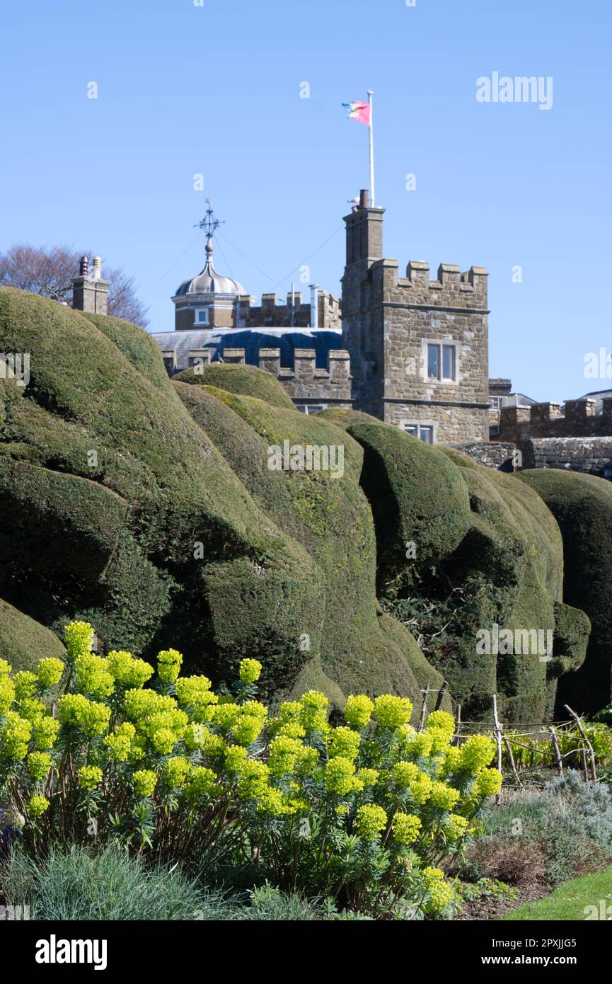 Euphorbia characias  and cloud pruned yew hedge at Walmer castle and gardens, former home of the Duke of Wellington in Deal, Kent UK in April Stock Photo