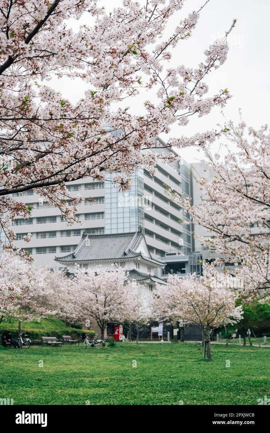 Sunpu Castle Park with cherry blossoms in Shizuoka, Japan Stock Photo
