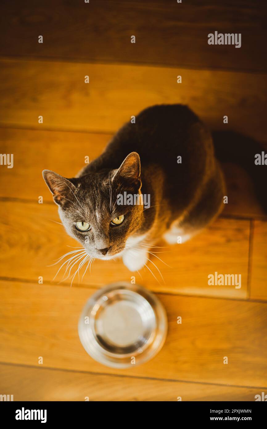 A cat sitting on a wooden floor next to an empty bowl and looking up at ...