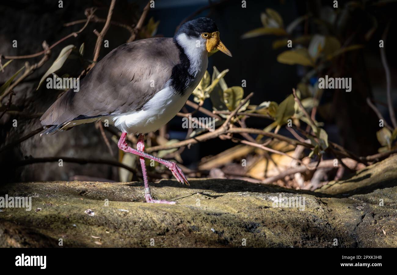 A Javan lapwing (Vanellus macropterus) bird in a shady area of a woodland landscape Stock Photo