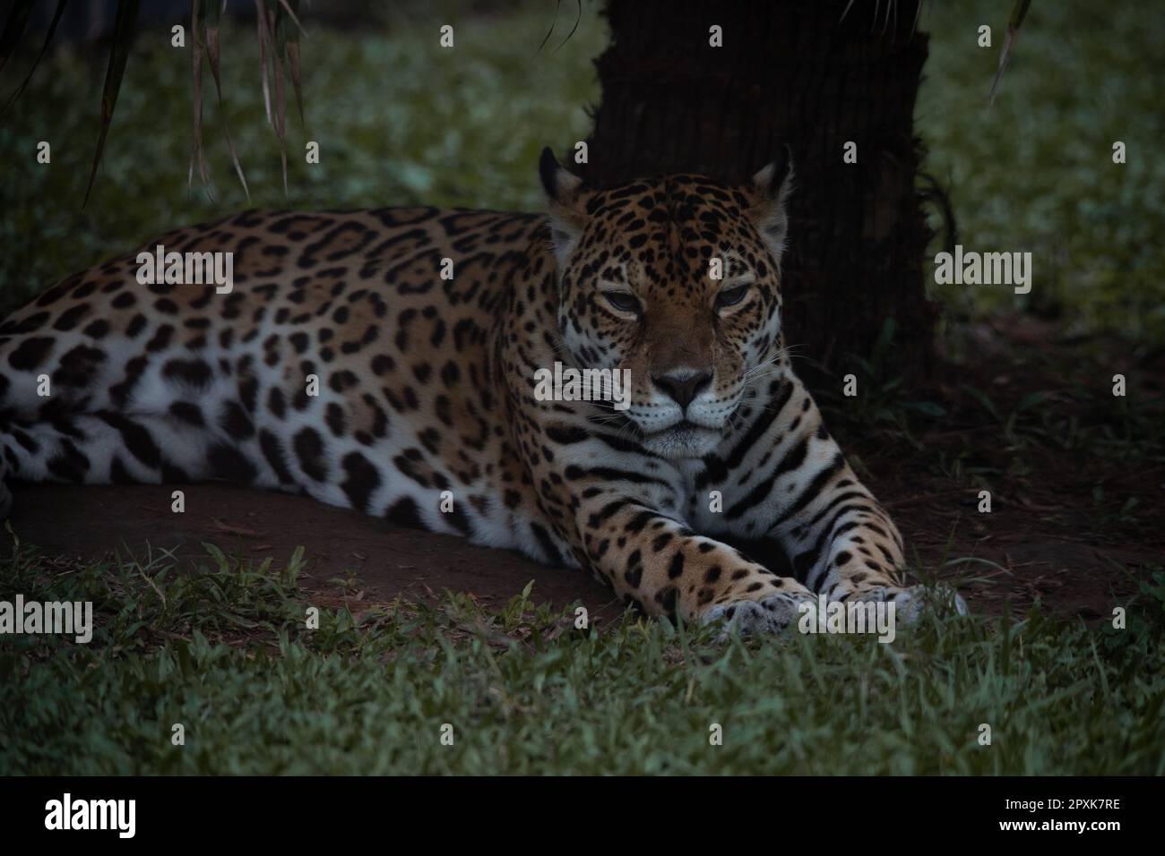 Leopard lying in a tree hi-res stock photography and images - Alamy