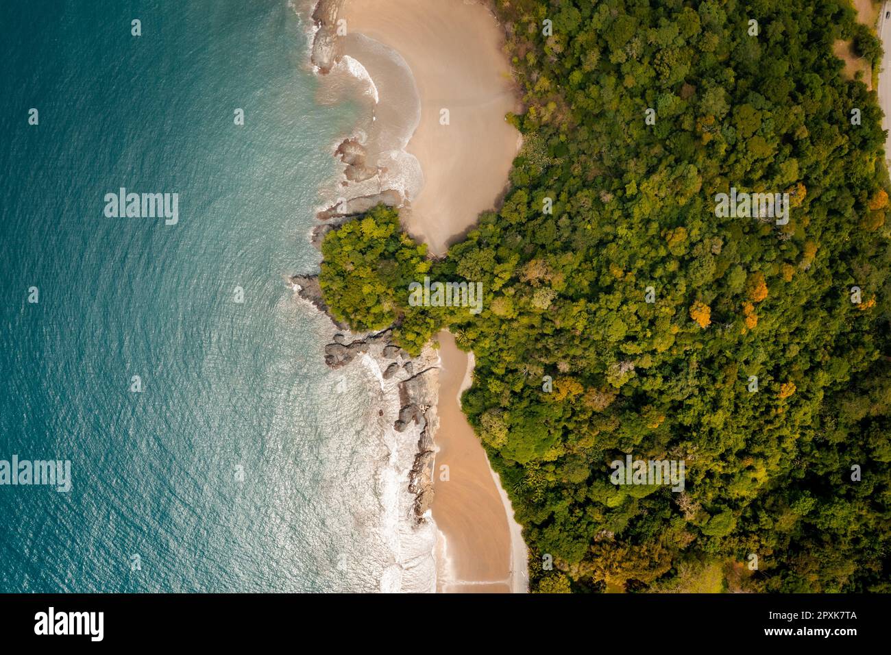 An aerial view of dense green trees near the ocean Stock Photo - Alamy