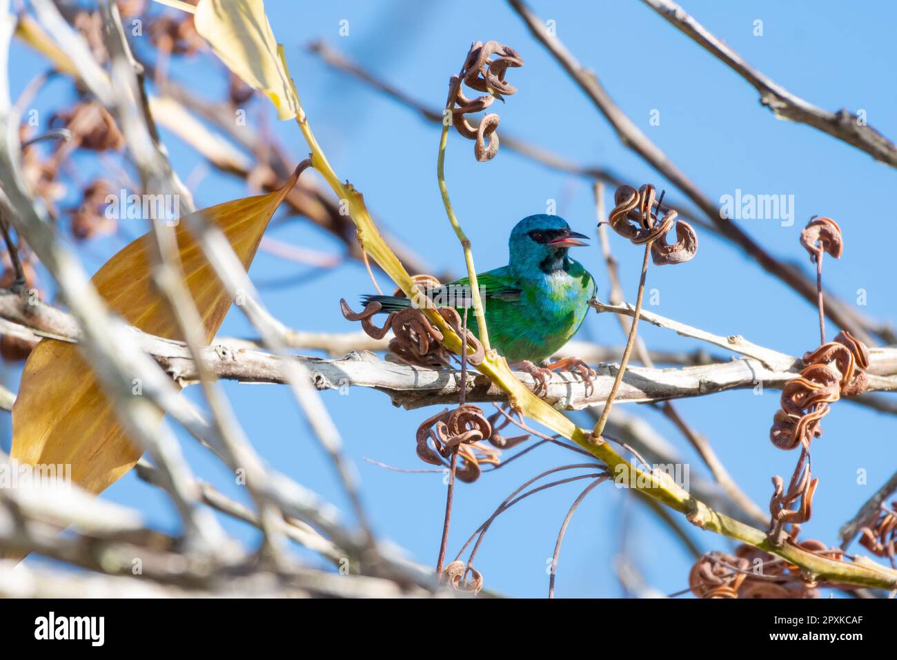 Tropical bird, the Blue Dacnis, chirping in dry branches of a tree Stock Photo