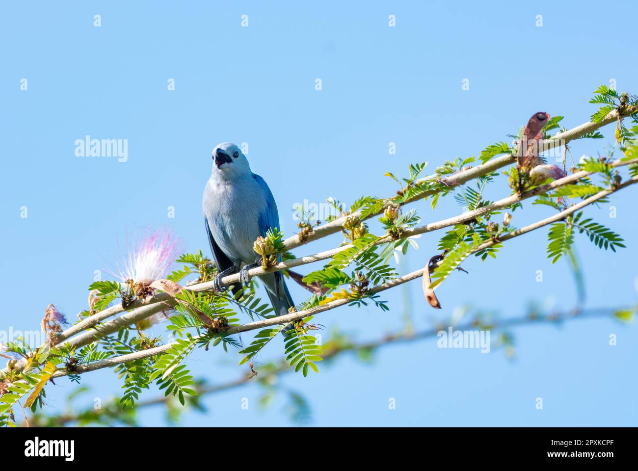 A Blue-gray Tanager, Thraupis episcopus, perched in a Calliandra tree singing in the morning sunlight. Stock Photo