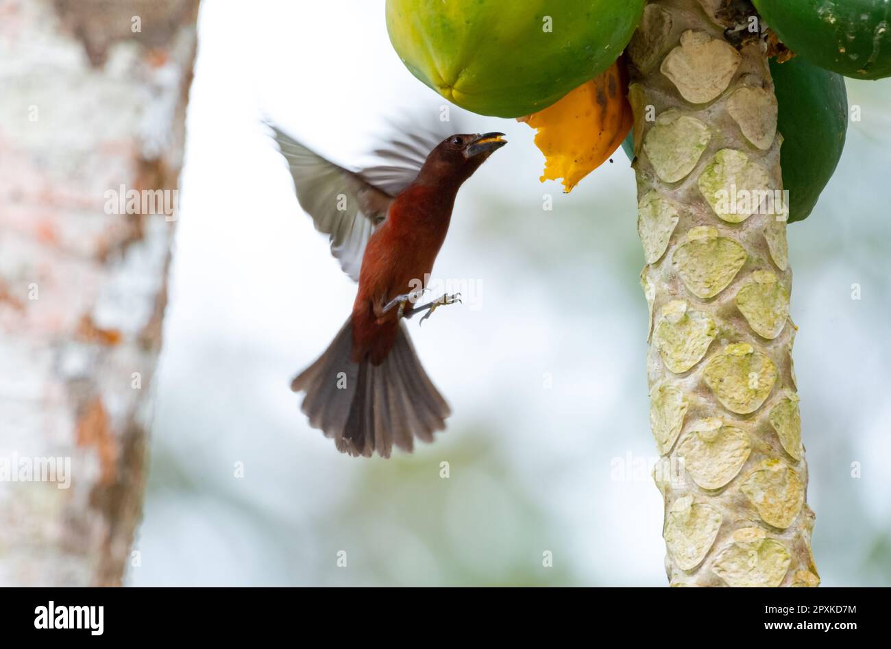 A red, Silverbeaked Tanager bird in flight eating papaya from a papaya