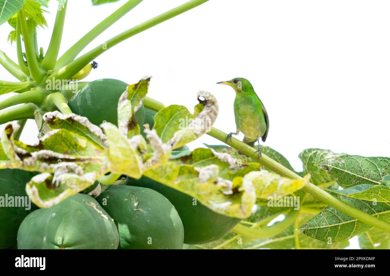 Green bird perched in a papaya tree Stock Photo Alamy