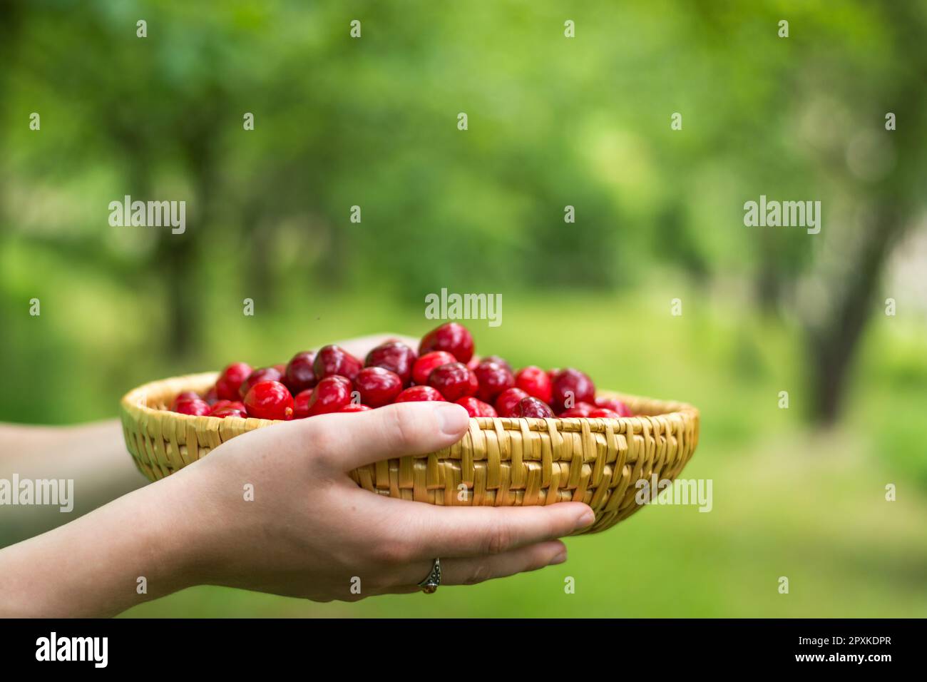 holding a bowl of cherries Stock Photo