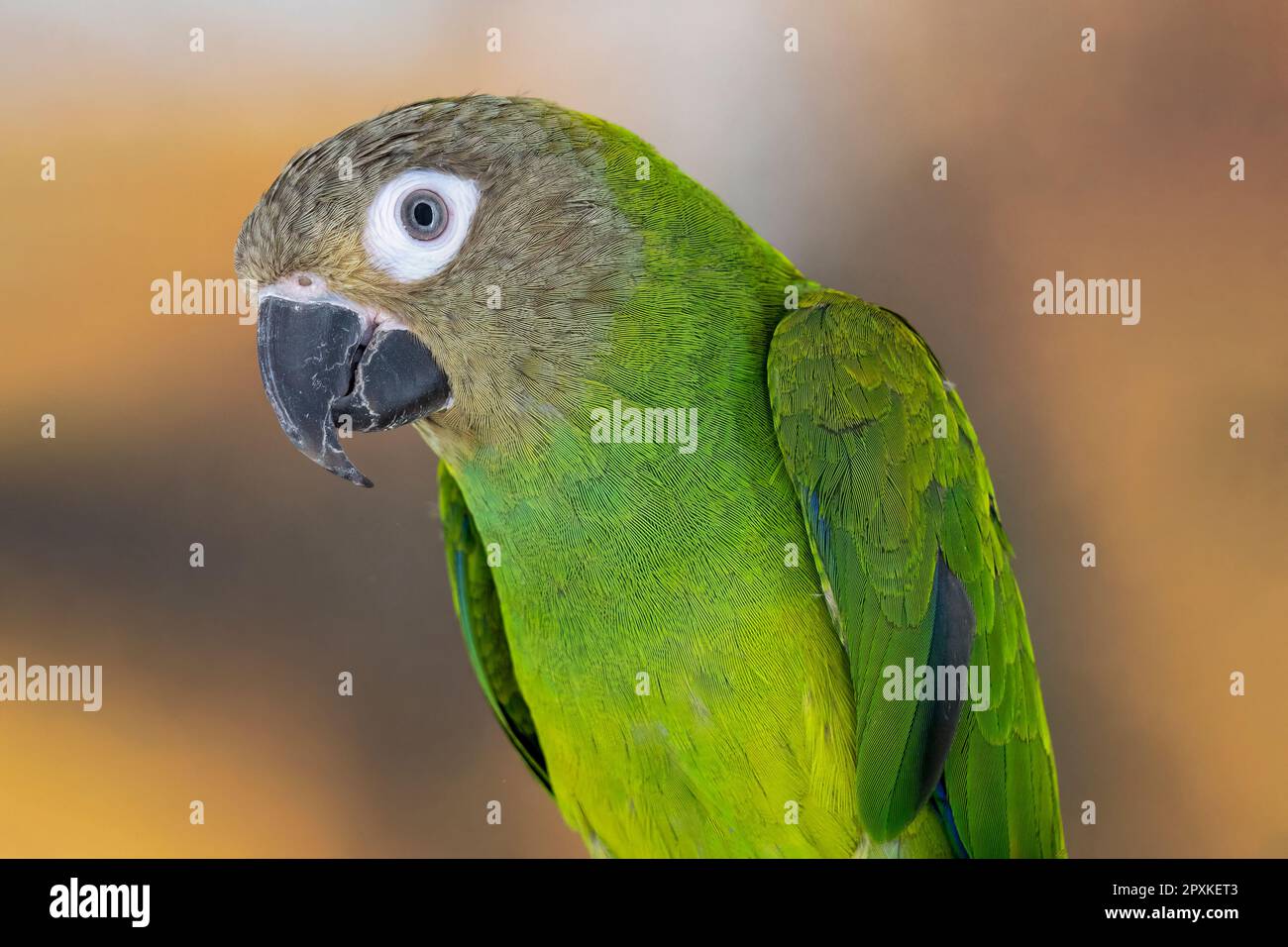 dusky-headed parakeet or Weddell's conure Stock Photo