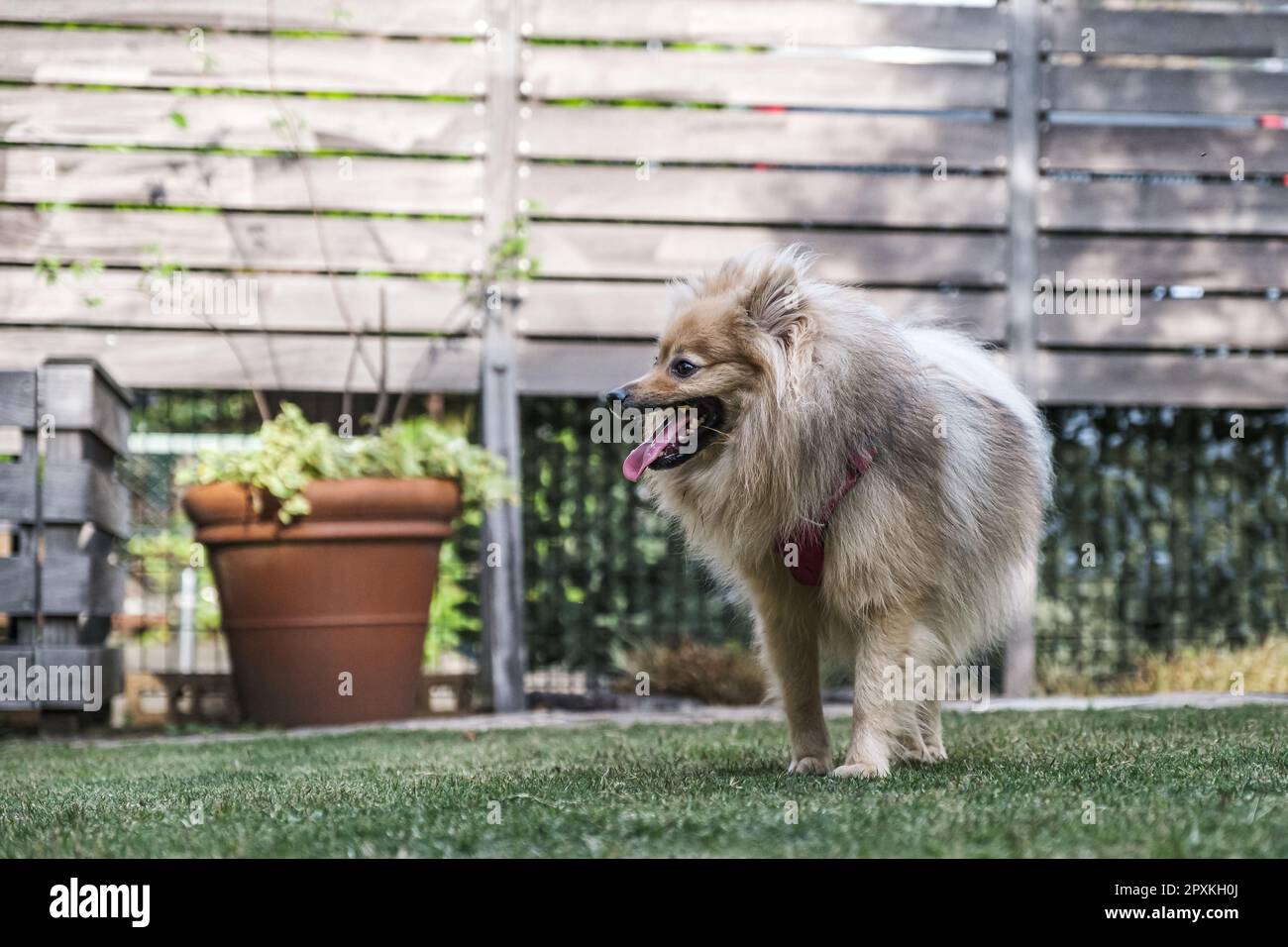 Pomeranian in the garden Stock Photo