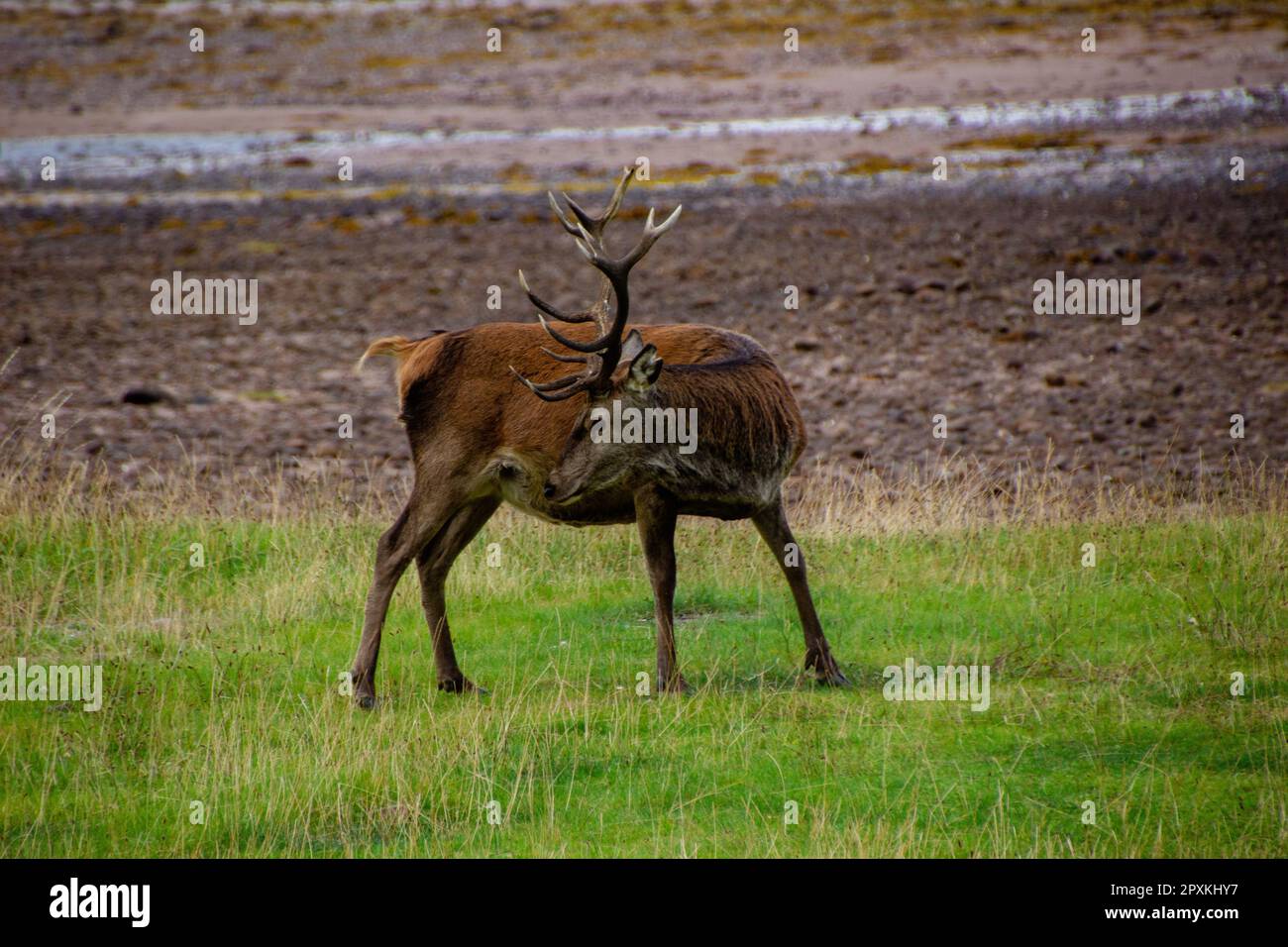 Deers grazing on meadow, wild spring nature. Stock Photo
