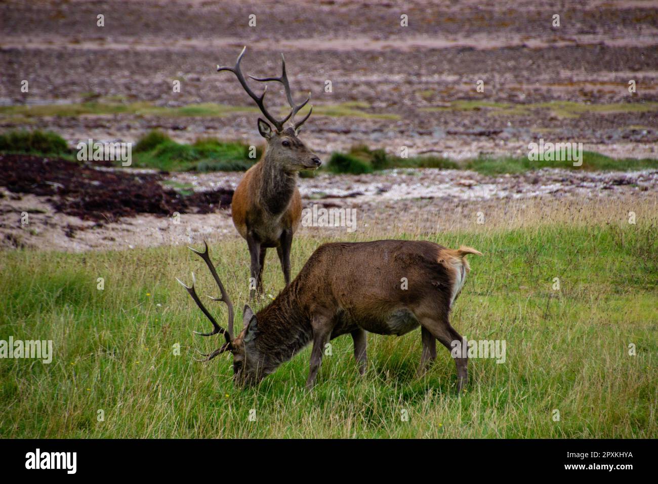 Roe deer scotland woodland spring hi-res stock photography and images ...
