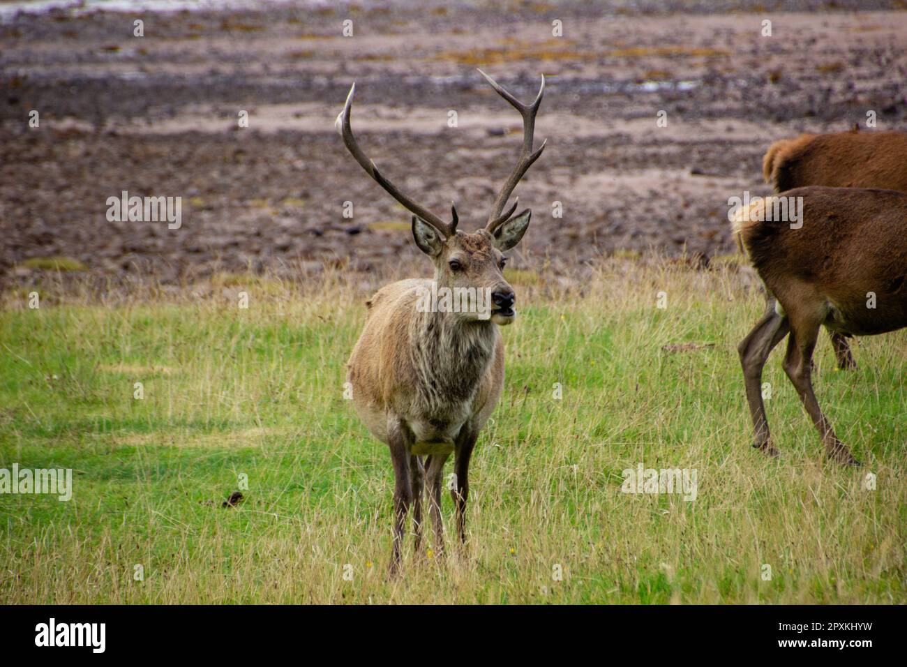 Roe deer scotland woodland spring hi-res stock photography and images ...