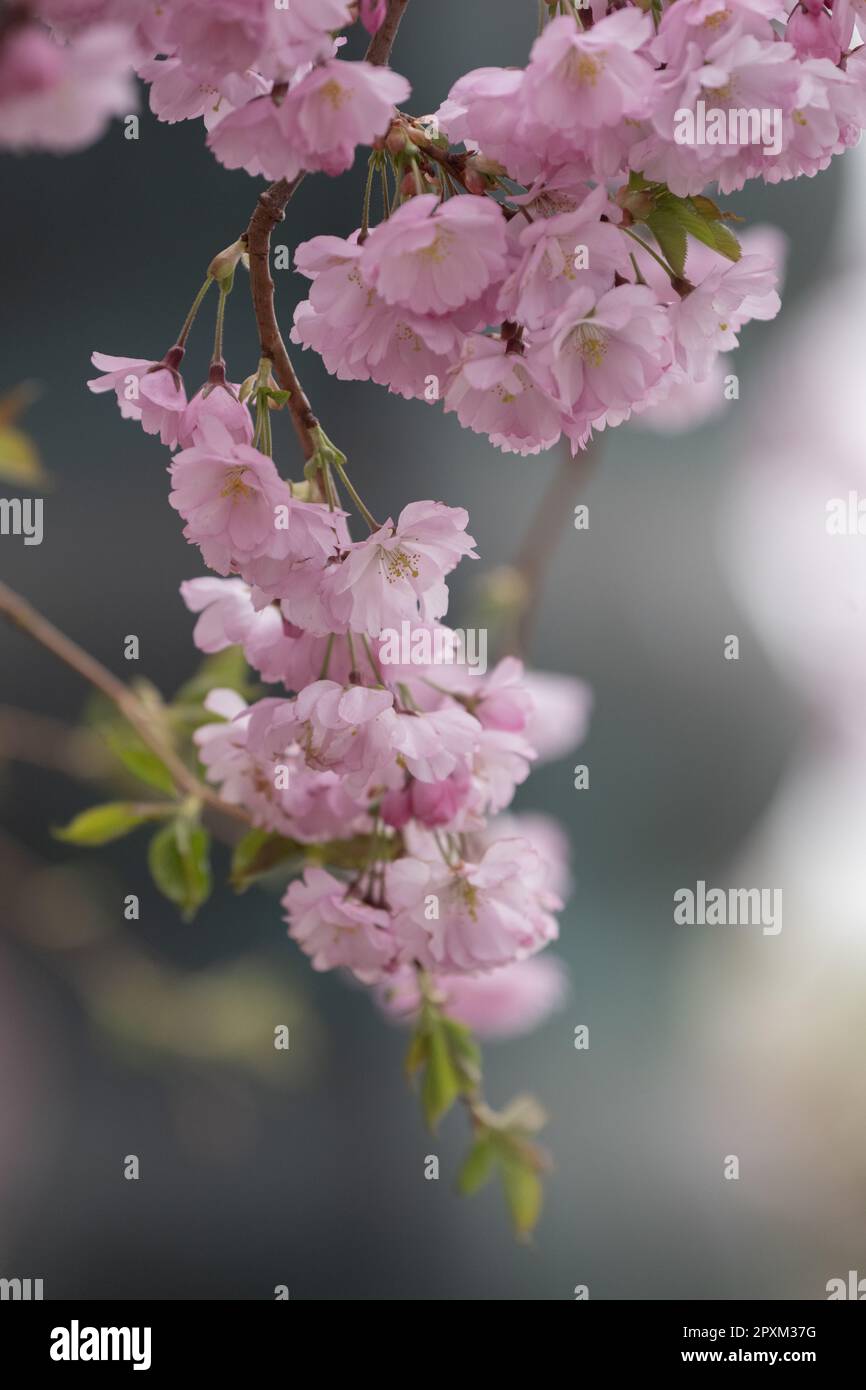 A blossoming cherry tree with pink flowers Stock Photo - Alamy