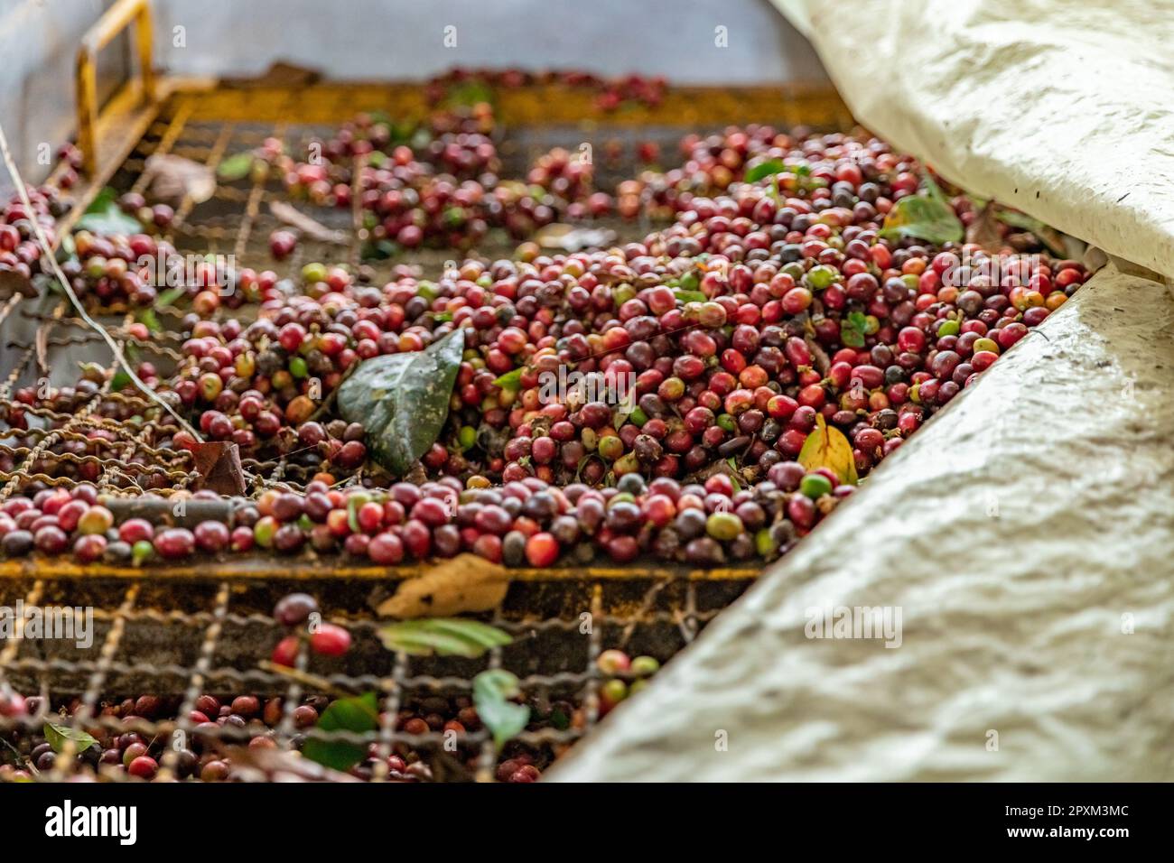 Coffee collective cafe hi-res stock photography and images - Alamy