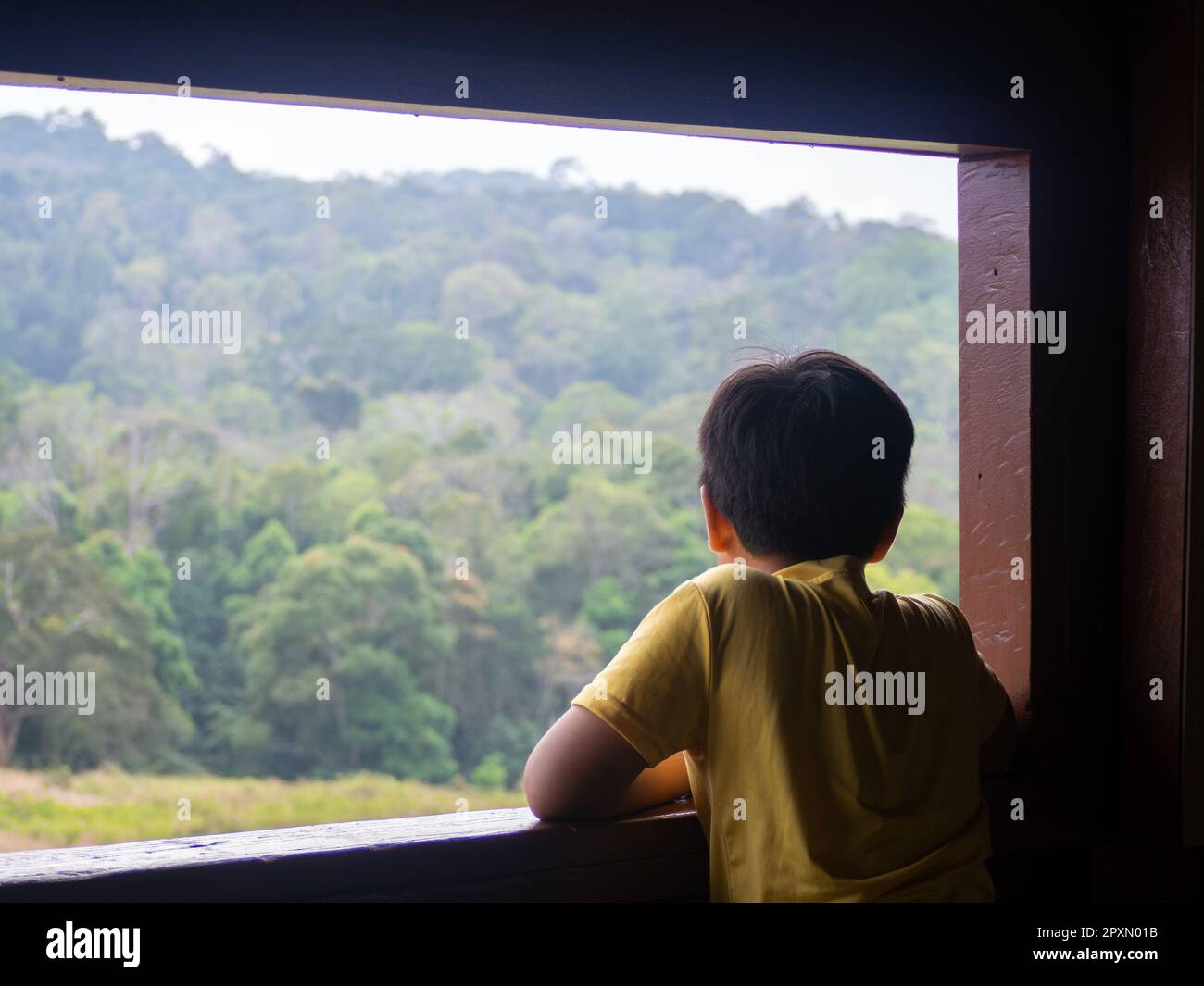 boy looking out window looking at the green forest Stock Photo