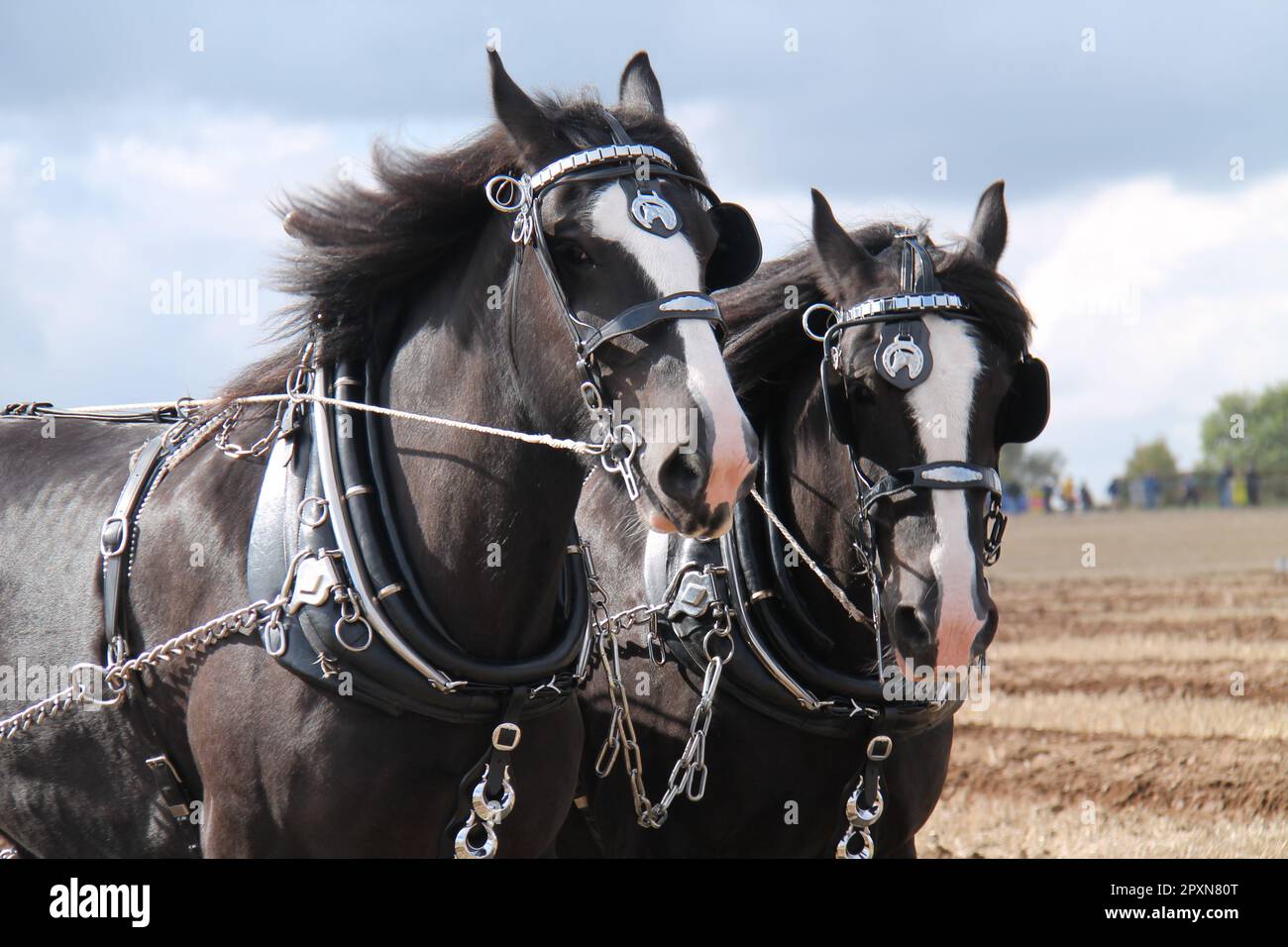 Leather harness hi-res stock photography and images - Alamy