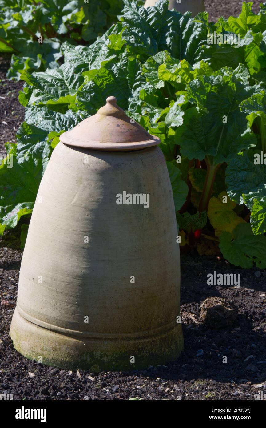 Traditional terracotta rhubarb forcer and rhubarb plant in UK garden April Stock Photo