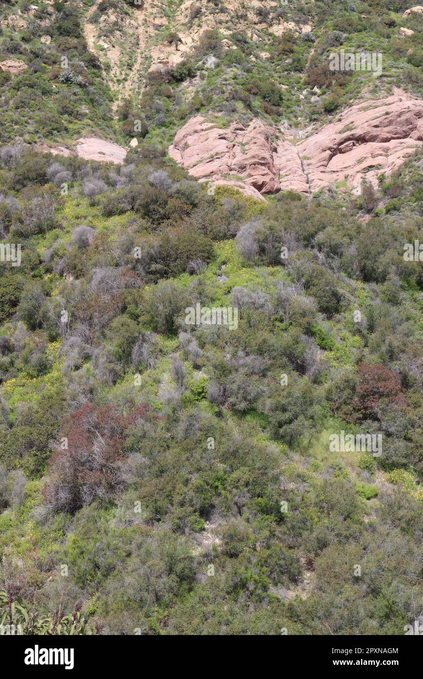 The incredibly biodiverse native plant community known as Chaparral is extremely threatened and needs our help in The Santa Monica Mountains. Stock Photo