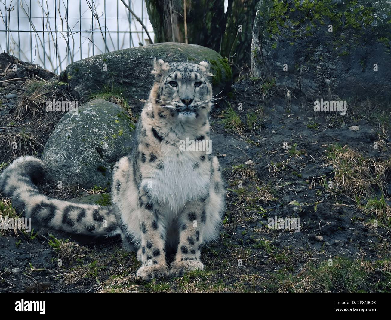 Snow leopard in the national park Stock Photo