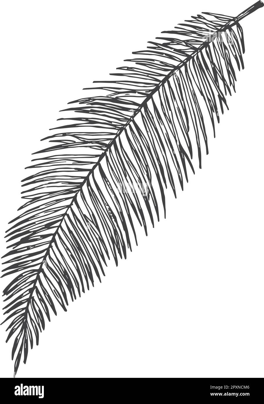 Palm Branch Hand Drawn Doodle Vector Illustration. Floral Tropical Leaf