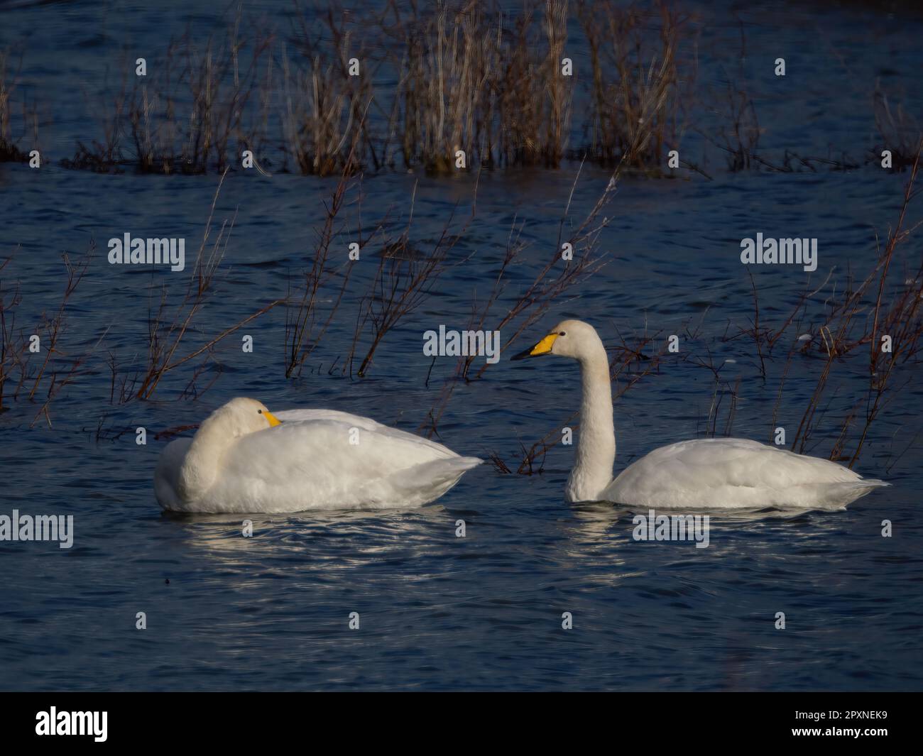Pair of Whooper Swans at Dungeness in Kent. Stock Photo