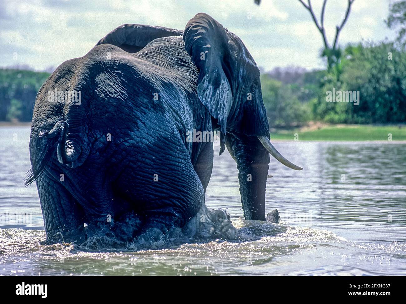 Elephant (Loxodonta africana), Selous Game Reserve, Morogoro, Tanzania, Africa Stock Photo