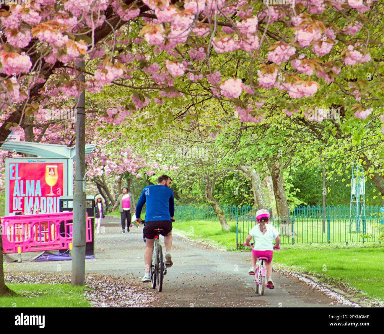 Glasgow, Scotland, UK 2nd May, 2023. UK Weather: Sunny Cherry Blossom ...