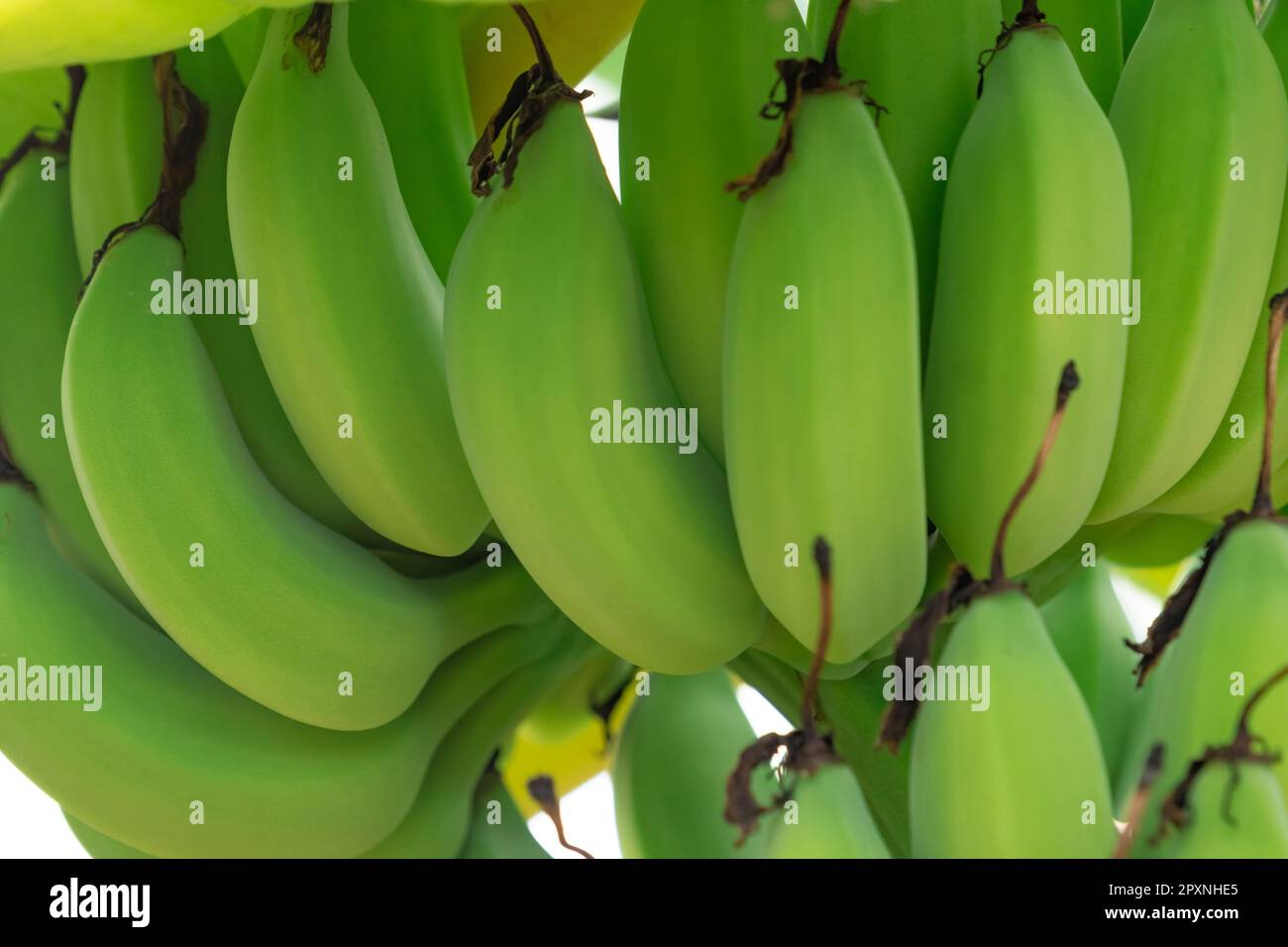 Closeup bunch of raw green cultivated bananas in the banana garden
