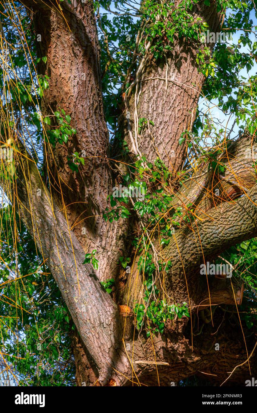 Knotty old trunk of a big willow tree with ivy Stock Photo