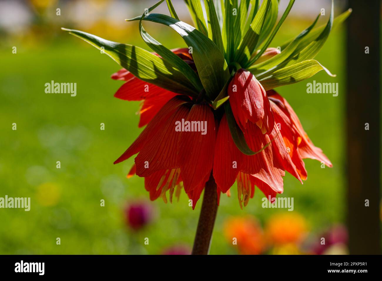 Fritillaria imperialis, the crown imperial, blossom closeup in the garden Stock Photo