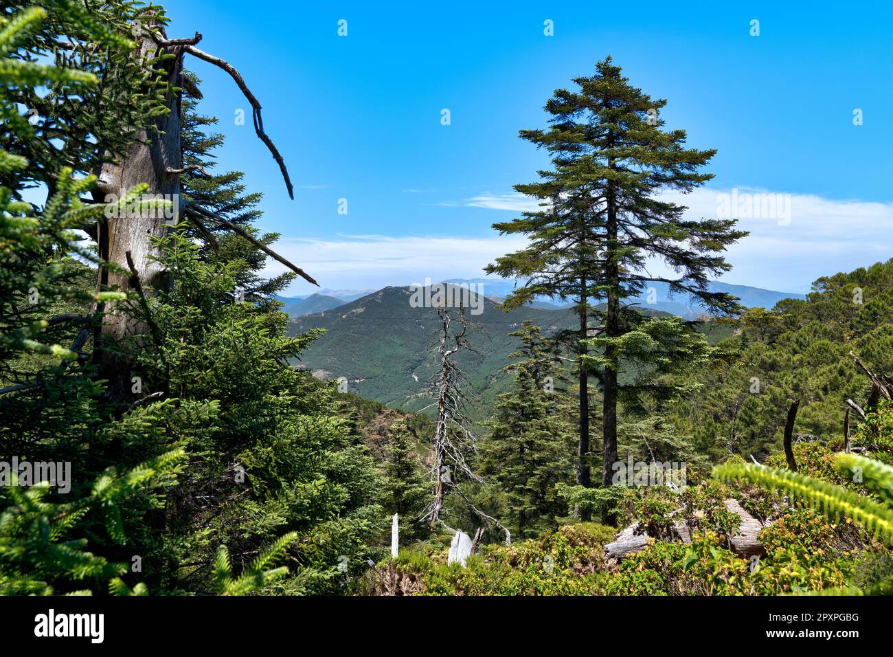 Pinsapos ( Abies Pinsapo ) en Sierra Bermeja. Estepona. Málaga. Andalucia. Stock Photo