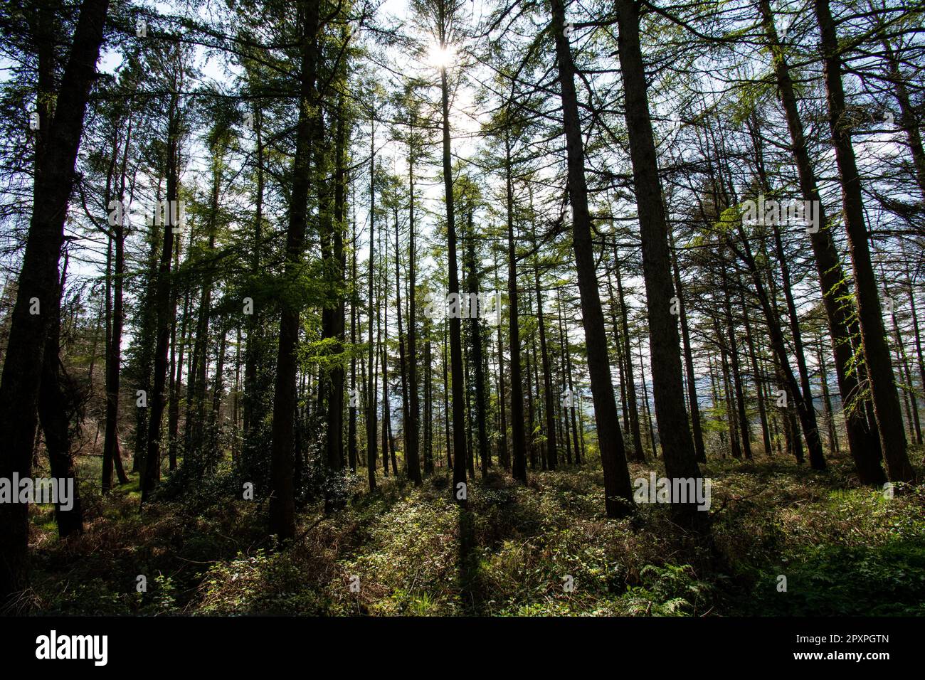 The dense green trees in the forest Stock Photo - Alamy