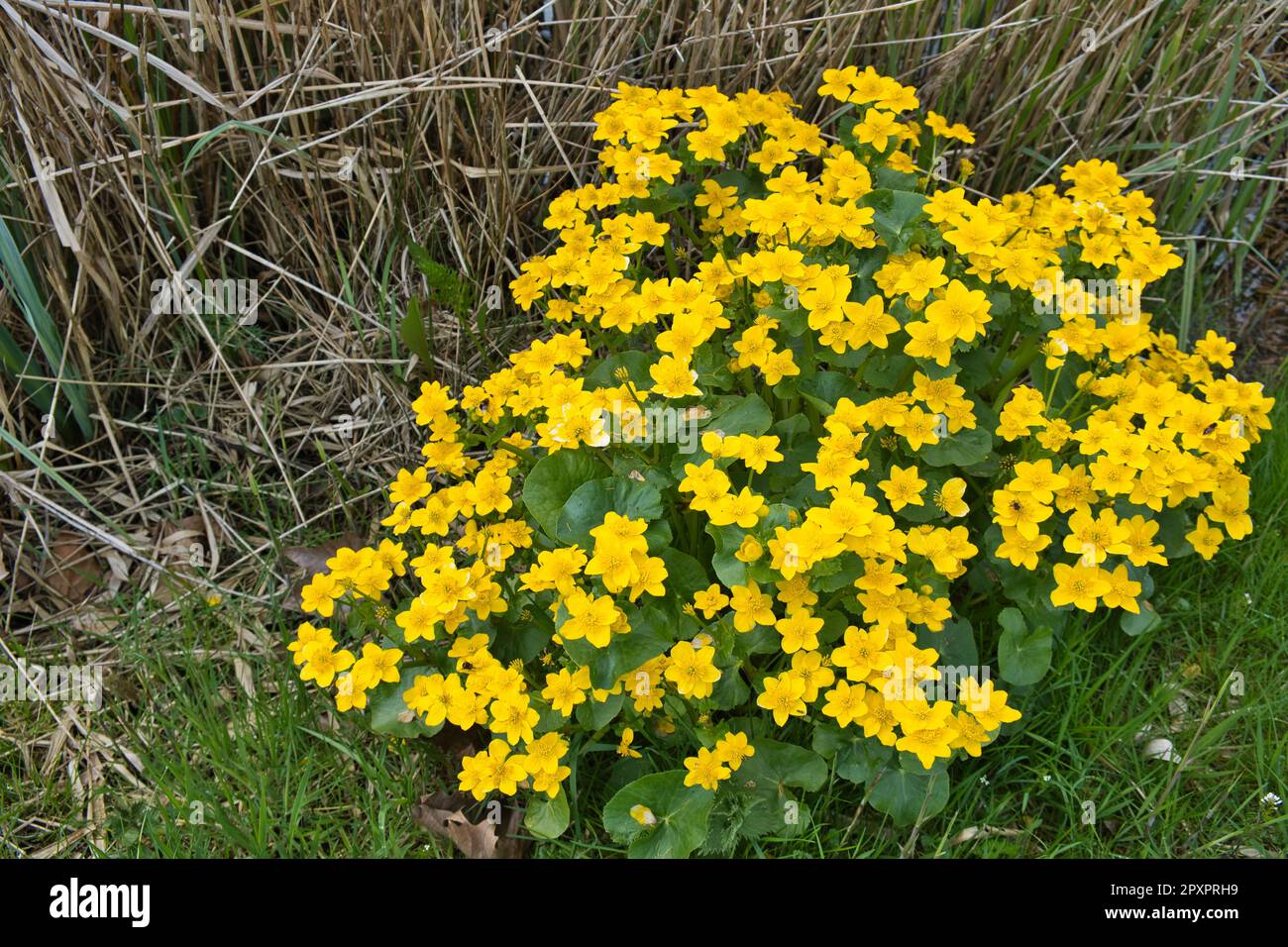 Caltha palustris (marsh-marigold or kingcup), buttercup family (Ranunculaceae), a perennial herbaceous plant, grows in marshes and fens Stock Photo