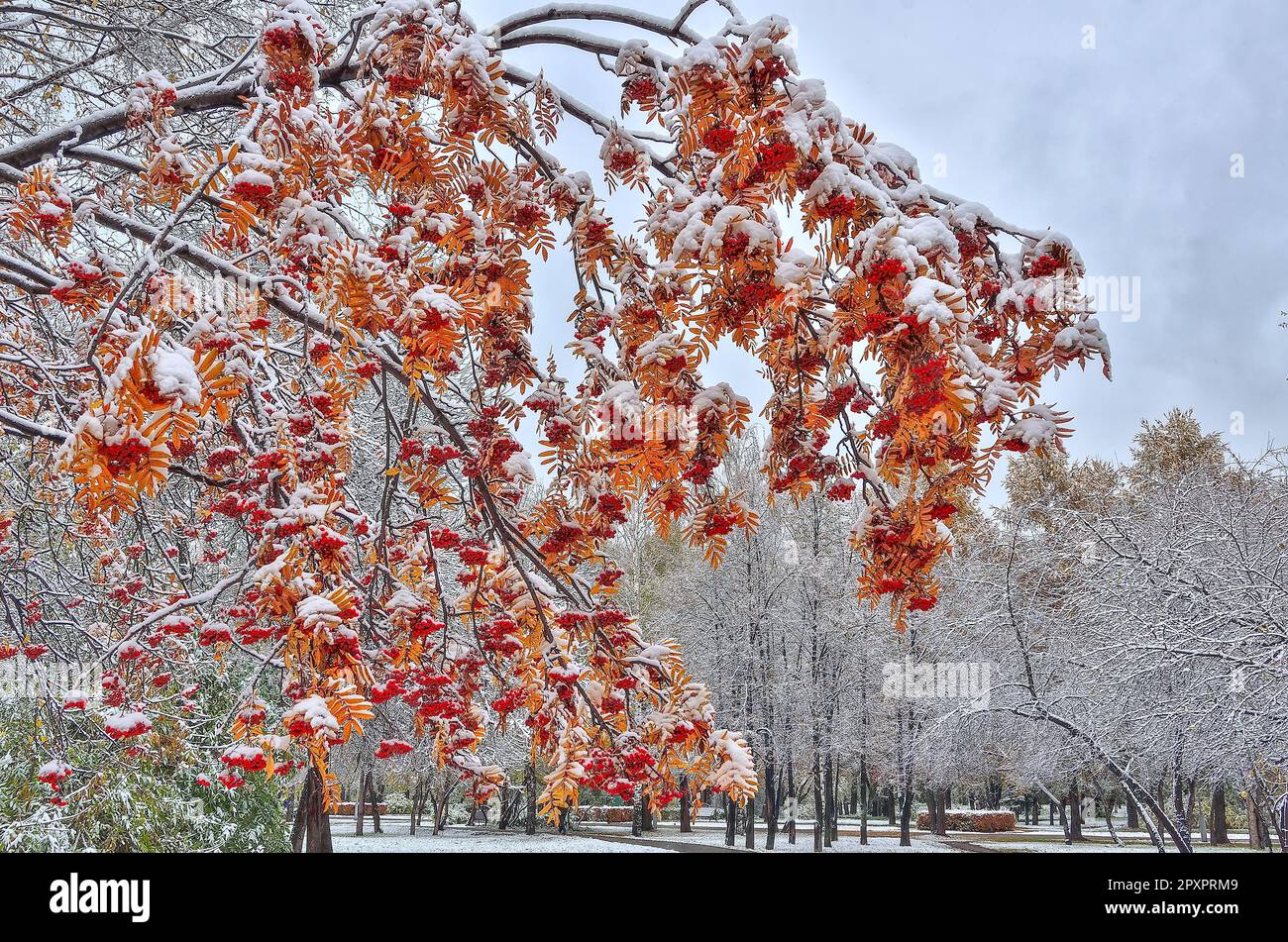First snowfall in colorful fall city park - late autumn landscape. Rowan tree branch with red berries and golden foliage at foreground. Wonderful scen Stock Photo