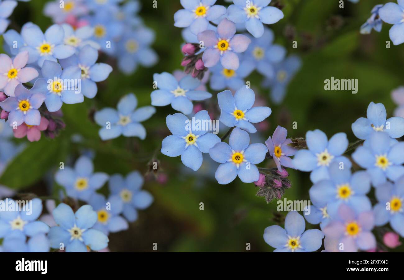 Forget-me-not flowers in Spring Stock Photo