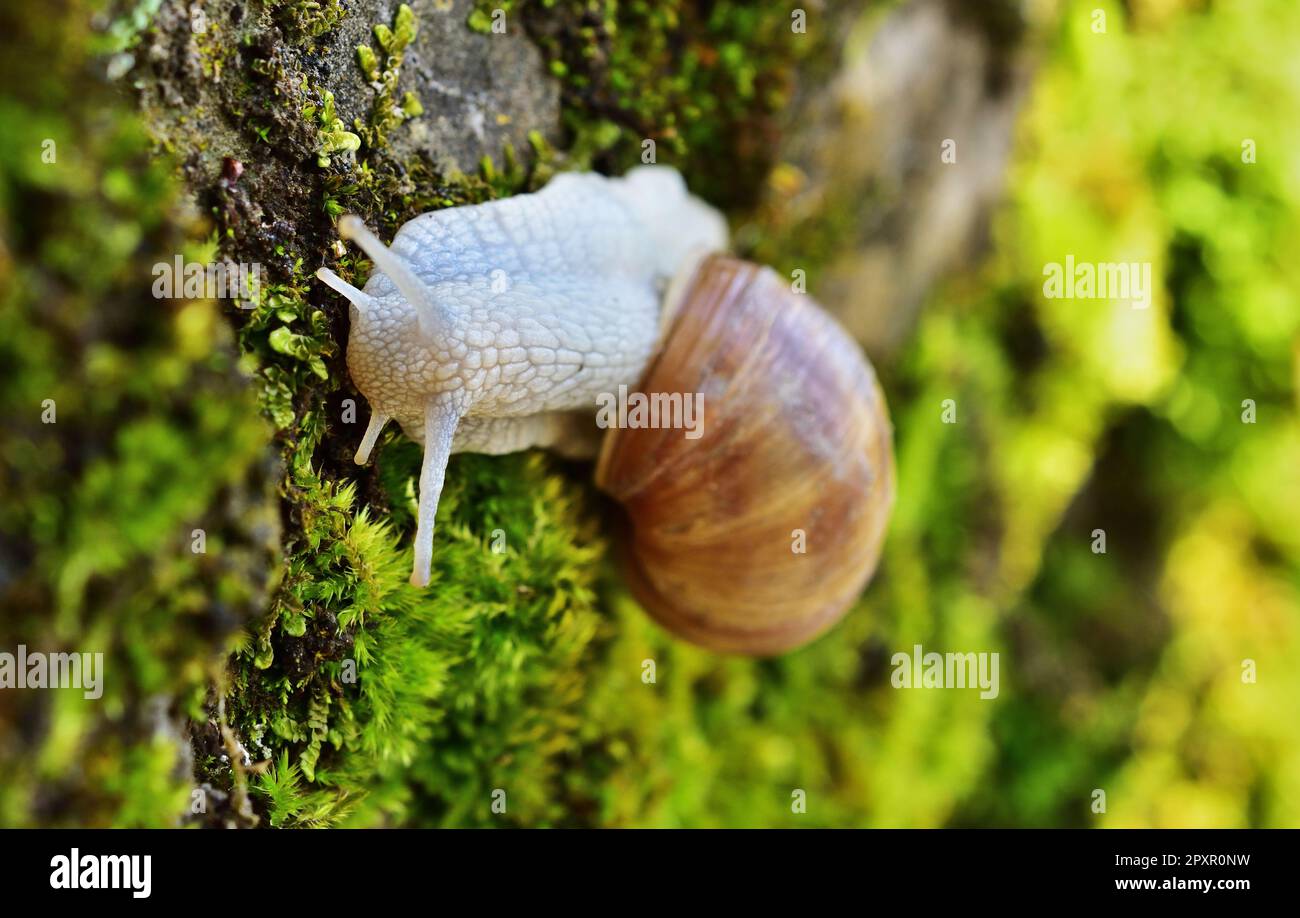 Helix pomatia or roman snail after rain Stock Photo