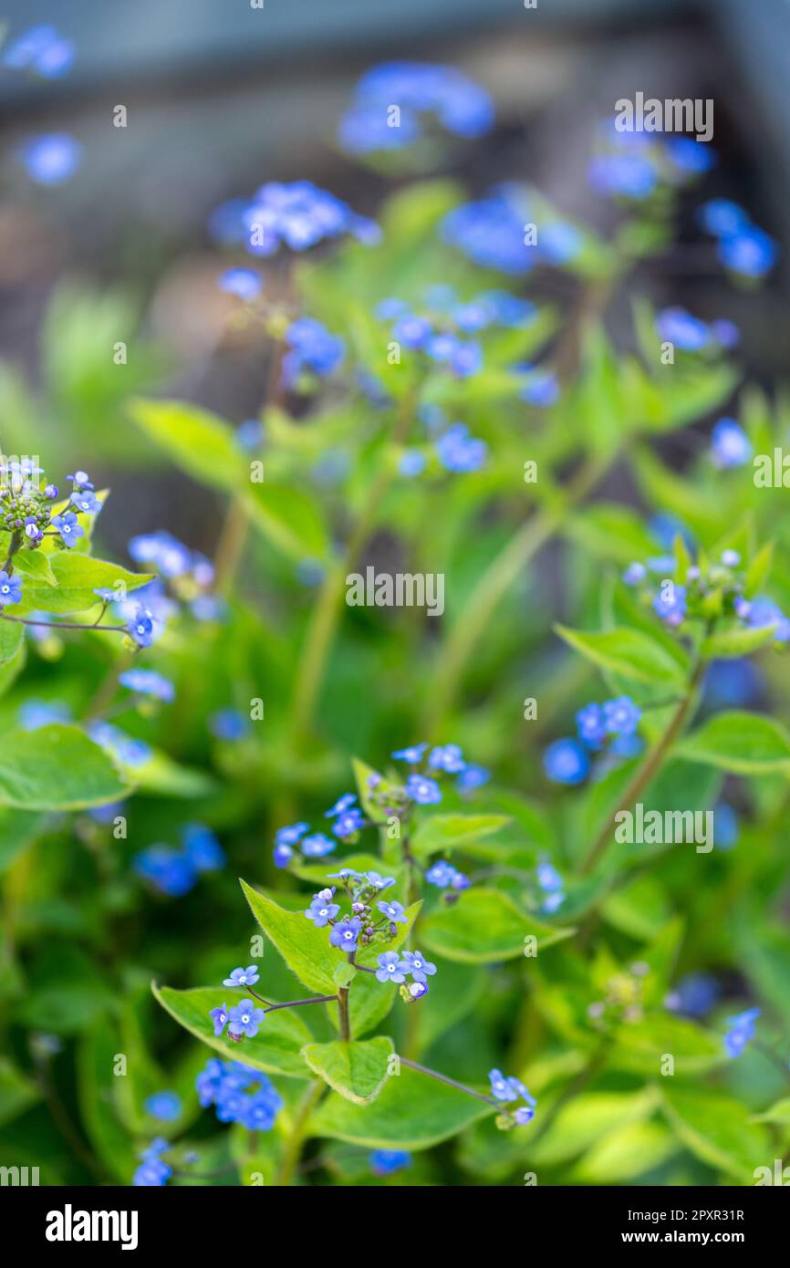 are a popular bridal flower for their symbolism. They