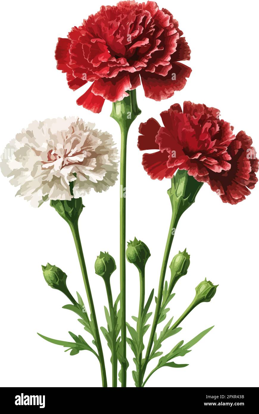 2d flat carnations white background illustration Stock Vector Image ...