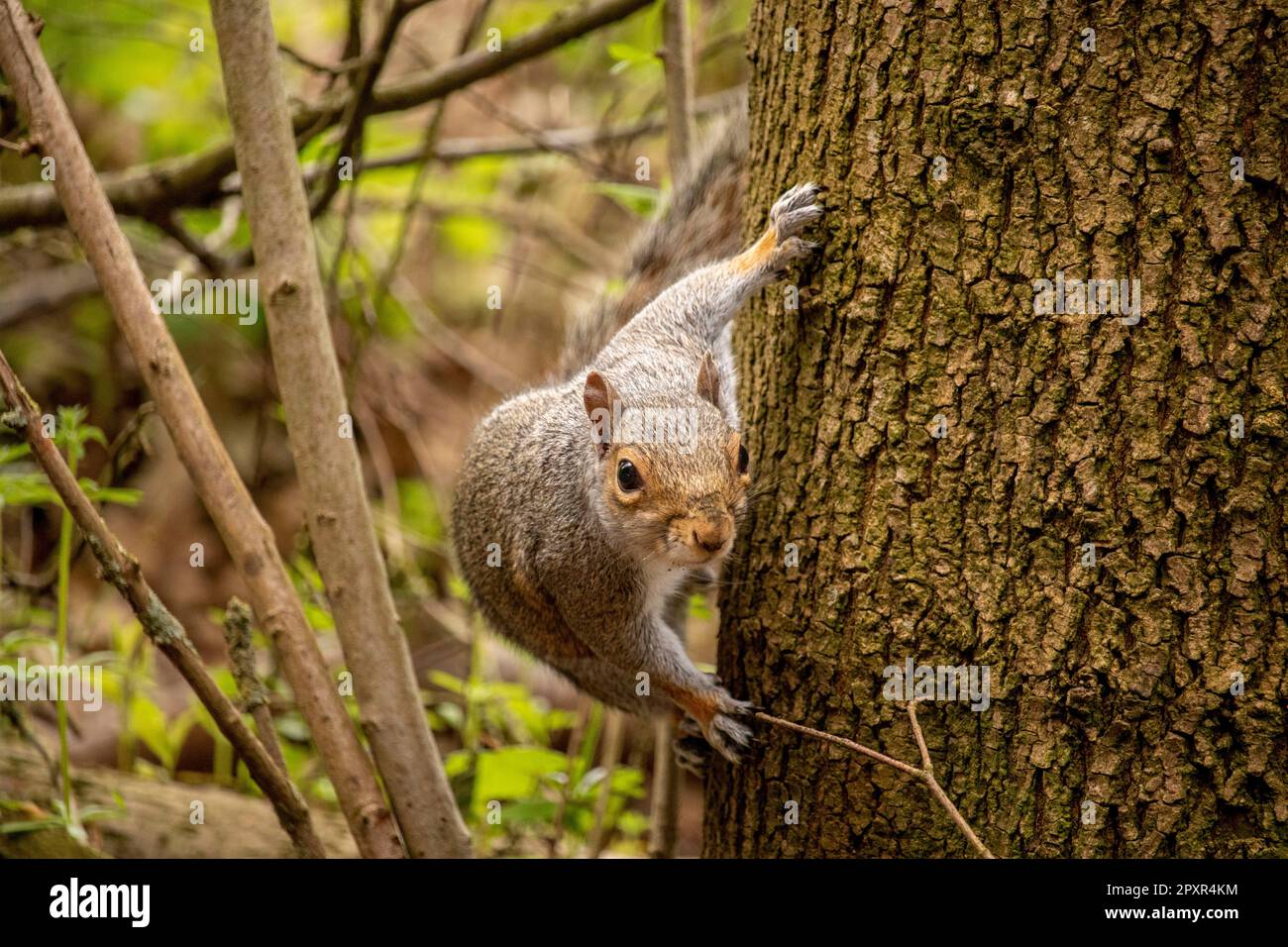 Grey Squirrel climb a tree and watching the passing people in the park hopes someone will feed it or drop a food Stock Photo