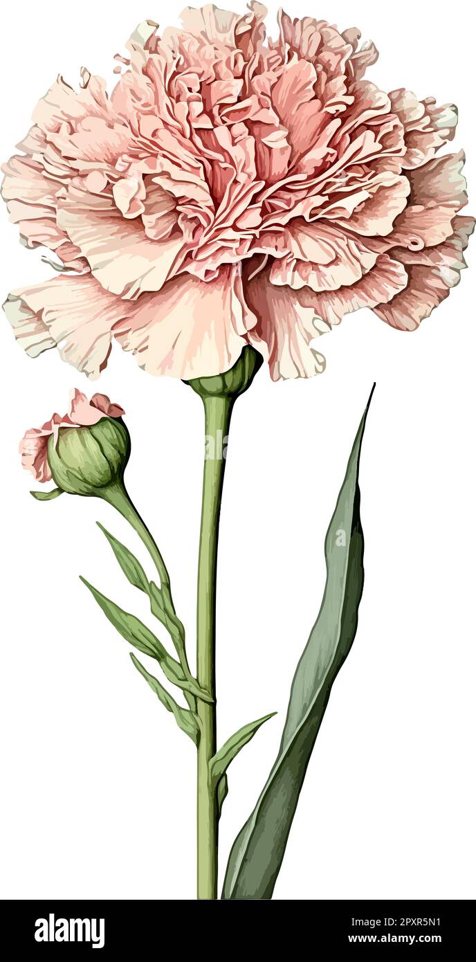 2d flat color pencil carnation white background illustration Stock