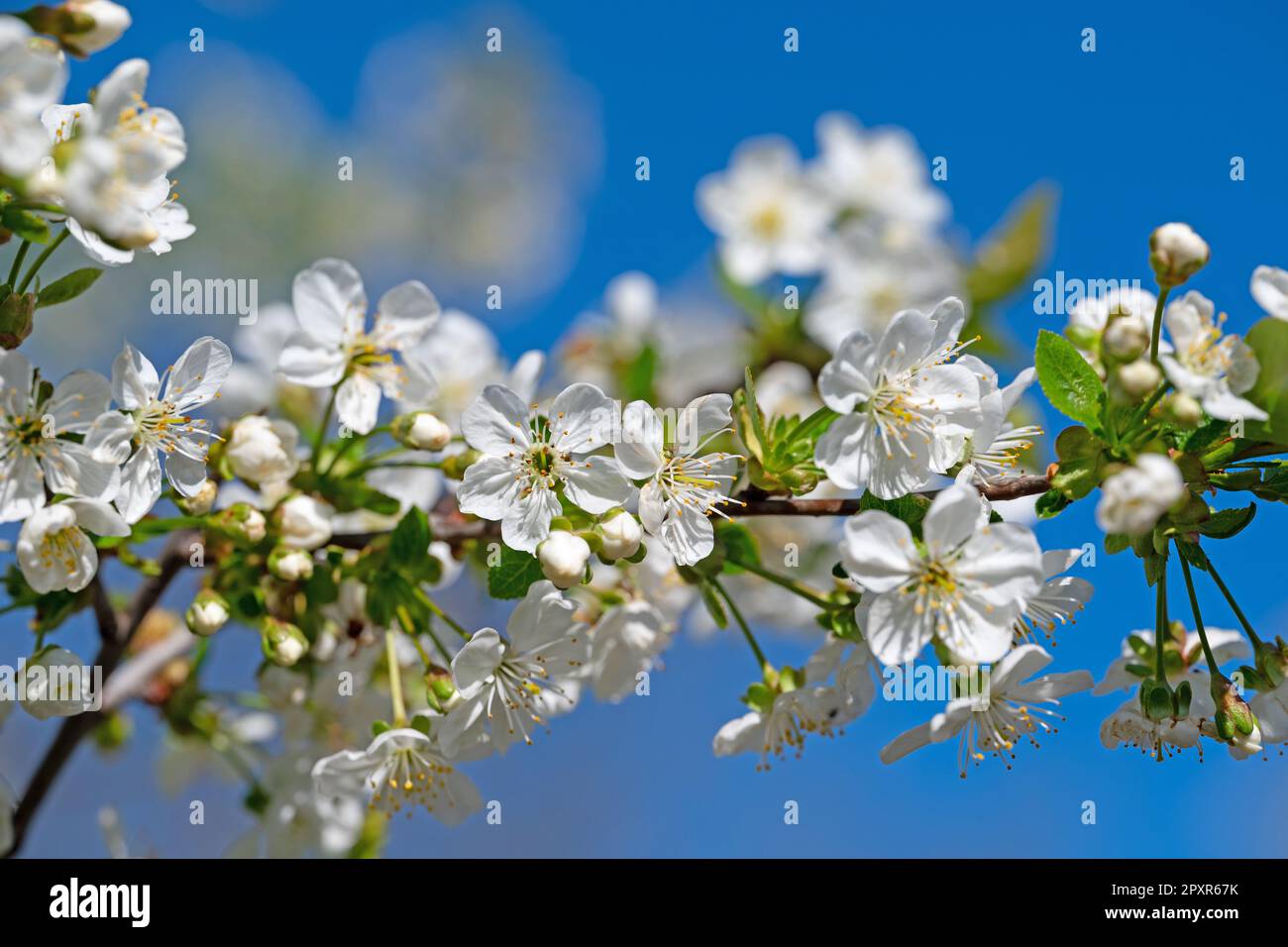 Flowering sour cherry, Prunus cerasus, in spring Stock Photo