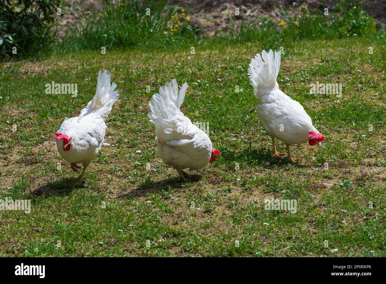 The chicken is a domesticated bird deriving from various wild species