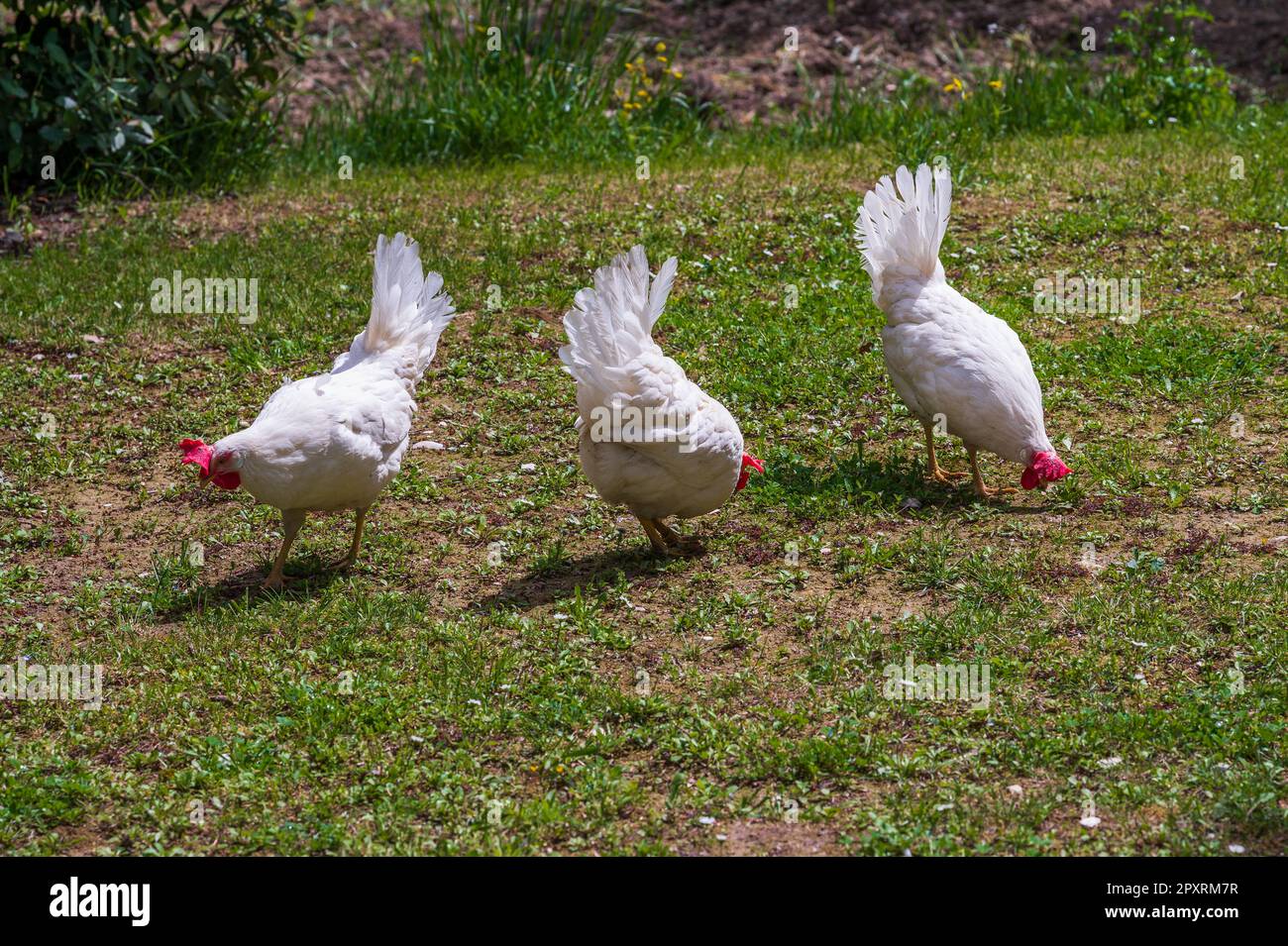 The chicken is a domesticated bird deriving from various wild species
