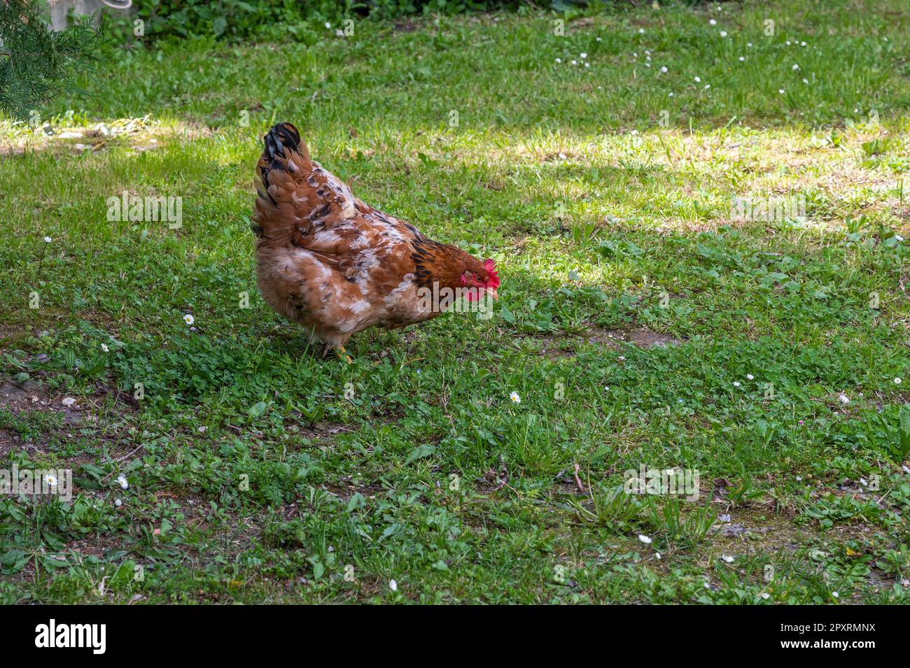 The chicken is a domesticated bird deriving from various wild species