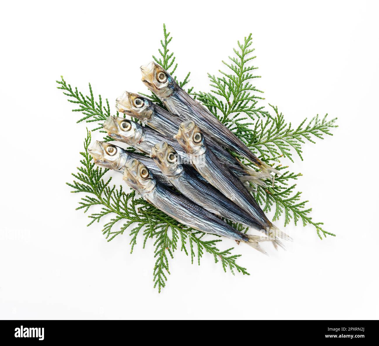 A umewashi (Japanese sardine) placed on a white background. Japanese