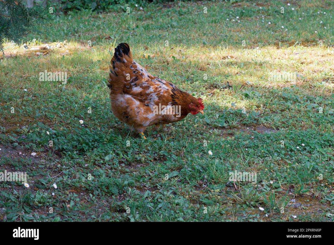 The chicken is a domesticated bird deriving from various wild species