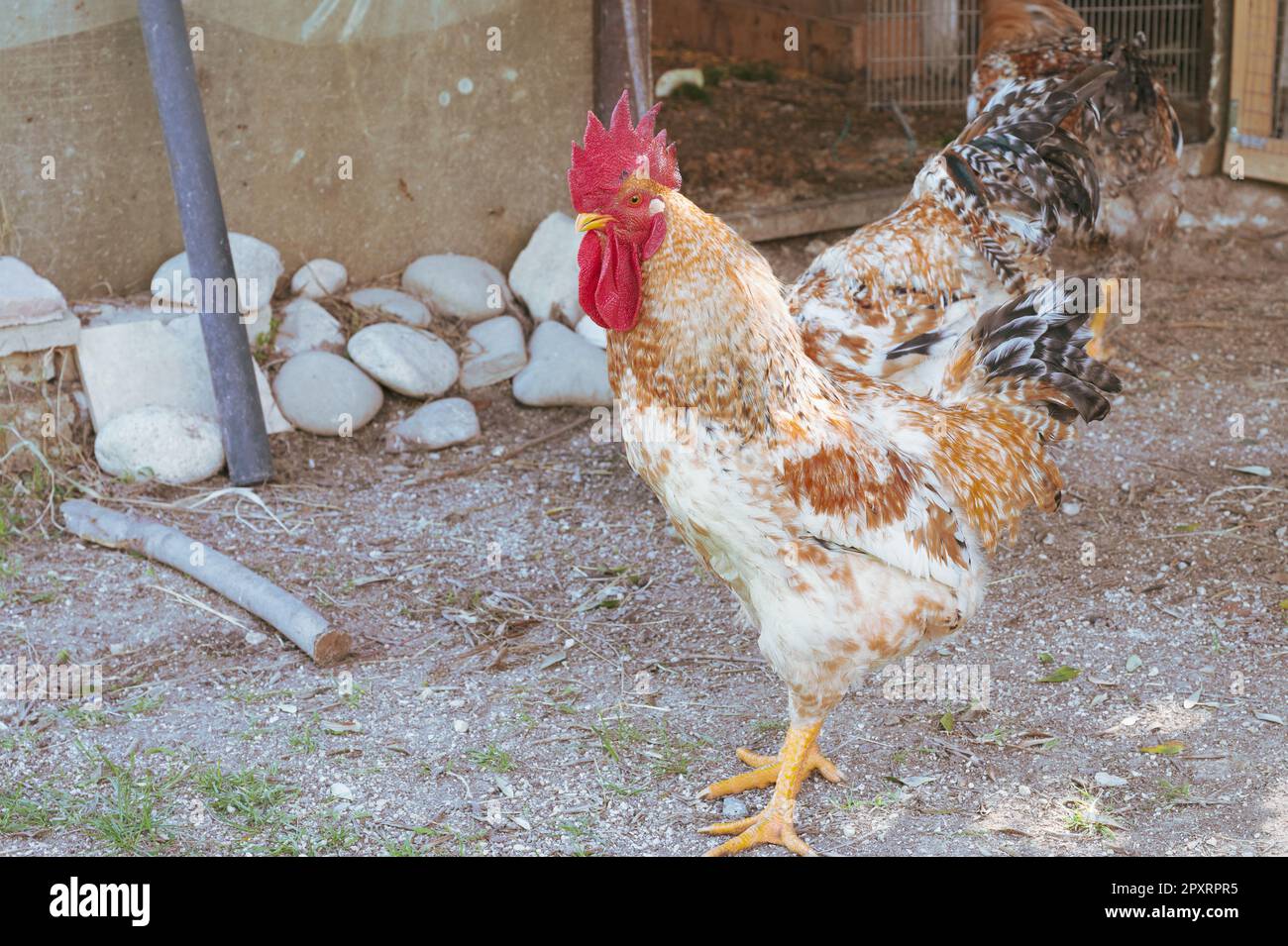 The chicken is a domesticated bird deriving from various wild species