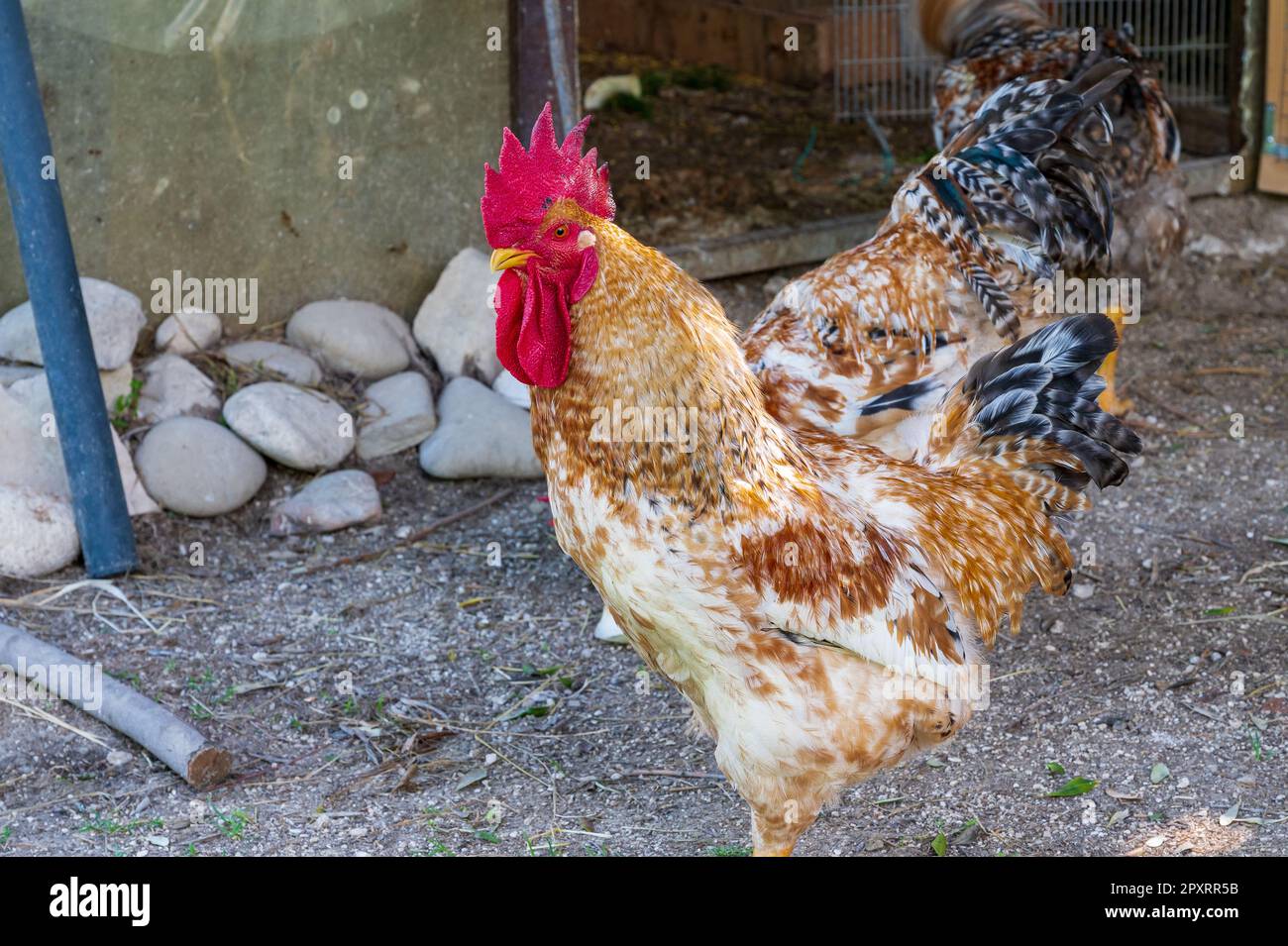 The chicken is a domesticated bird deriving from various wild species